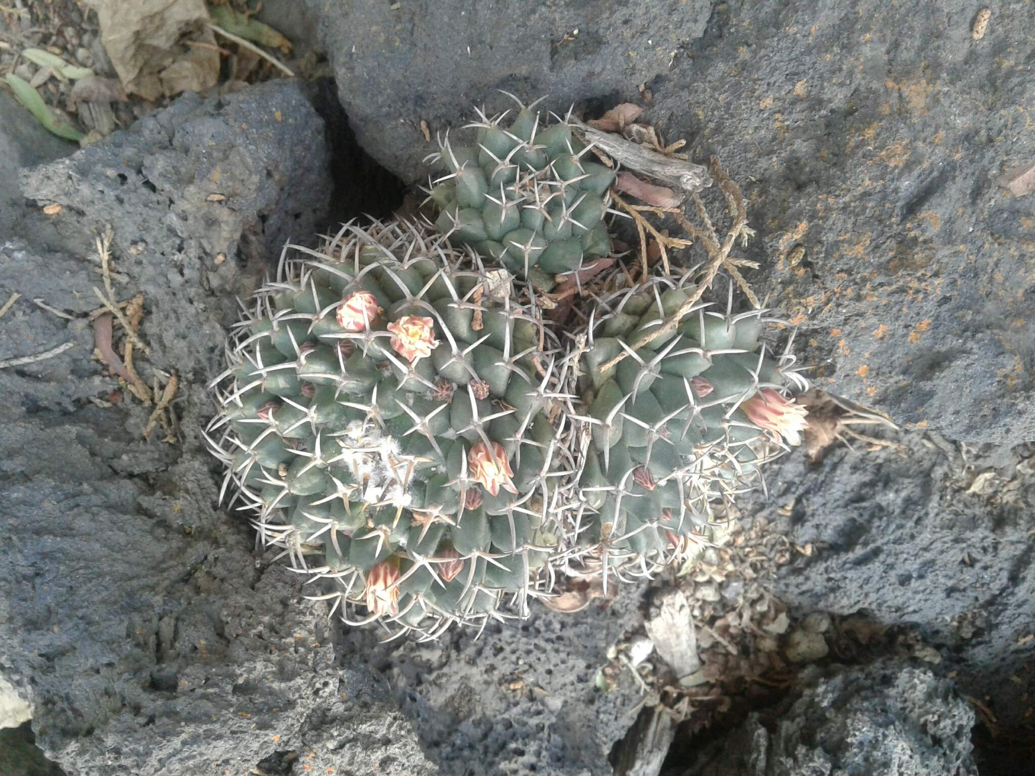Mammillaria mammillaris